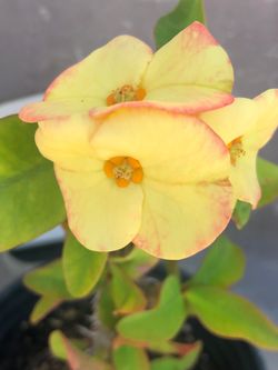 Corona de cristo
