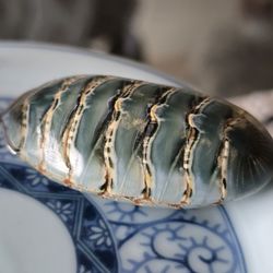 sea cockroach Pendant  Unique Piece