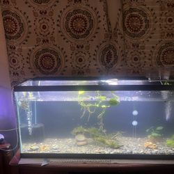 Fish Tank 