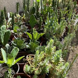 Cactus and Succulent’s 🌵