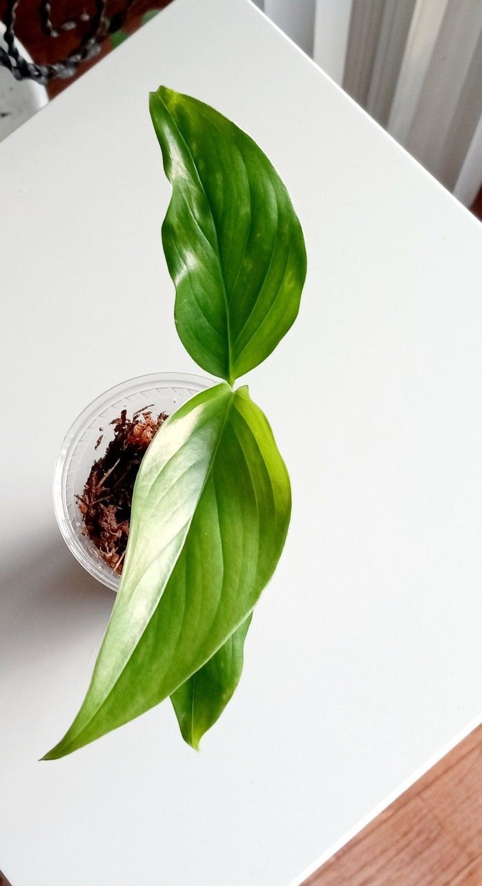 Rare Aroid Monstera Lechleriana Plant/ House Plant/ Indoor Plant Flower Patio Garden