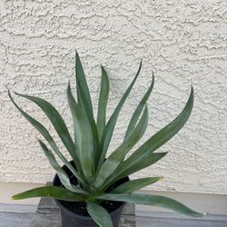 Smooth Agave 