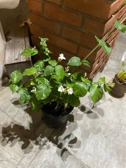 Flowering  Arabian Jasmine Plant in  in 1 Gallon Black Pot
