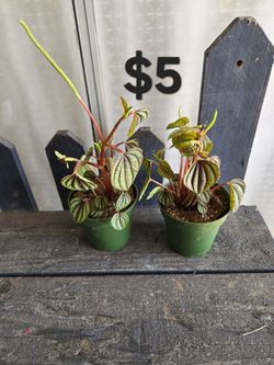 Peperomia piccollo