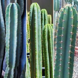 San Pedro Cactus + Cereus Peruvianus + Peruvian Torch + FREE Succulents! 🌵🪷