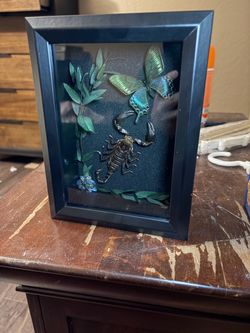 Scorpion butterfly shadow box