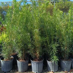 Podocarpus3gl 🌿🌿$8