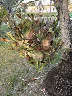 Old Stage horn Plant