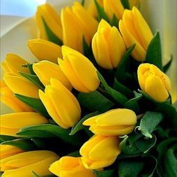 Yellow Tulips / Tulipanes Amarillos 