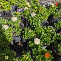 Color Plant And Lavender 