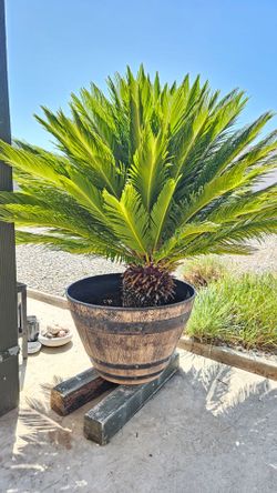 10 year old cycad plant