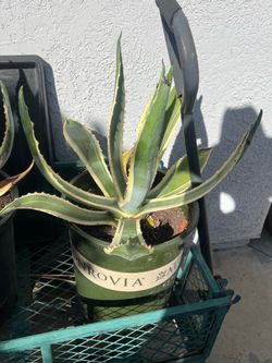 POTTED AGAVE PLANT