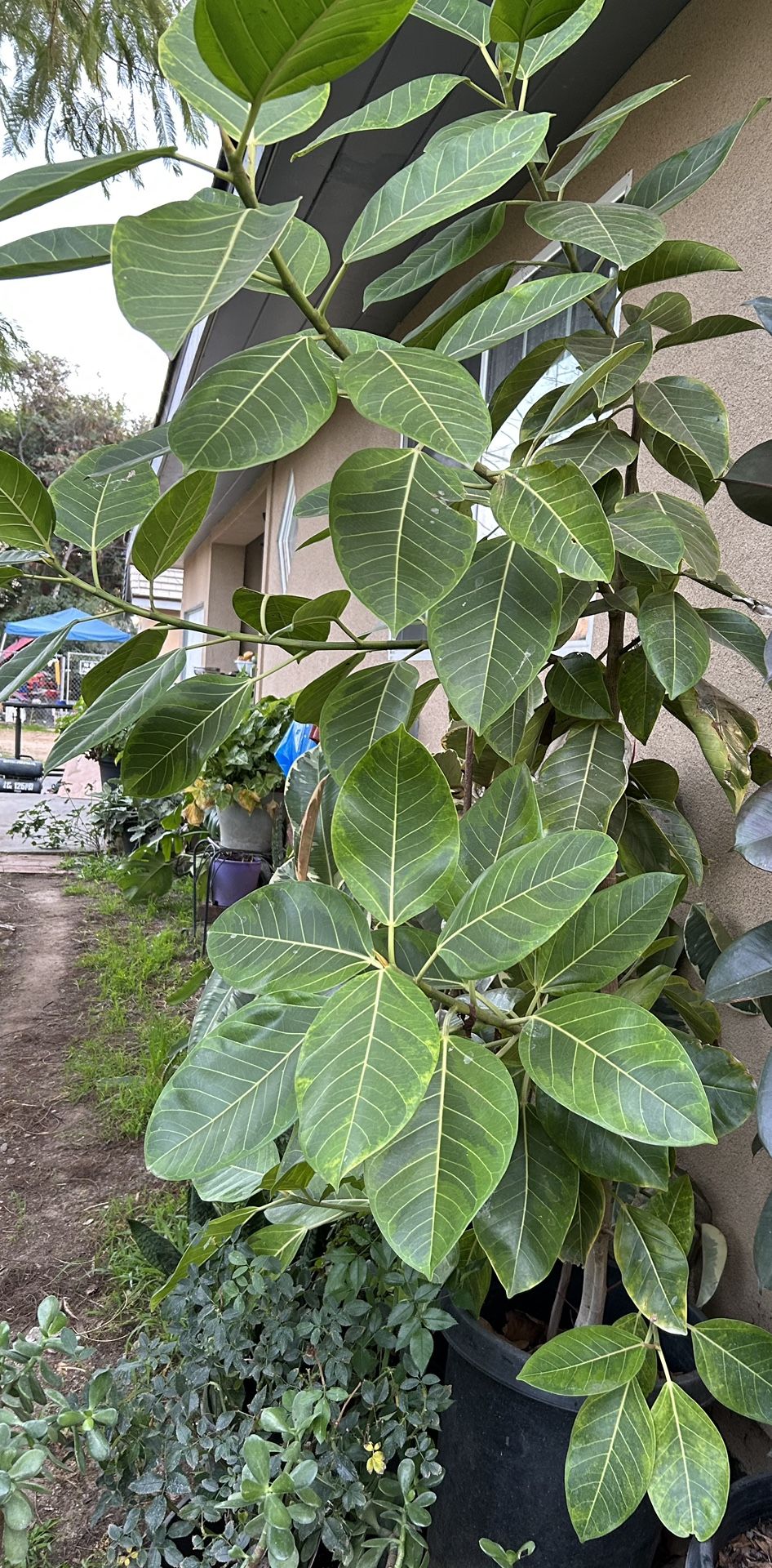 Giant Live Ficus elastica Tineke Rubber Plant
