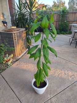 AVOCADO TREE