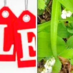 ONE WEEK SALE - Lily Of The Valley Perennial Plants (Prices In Description Section)