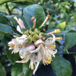 Lemon, Orange, Lime, Tangelo