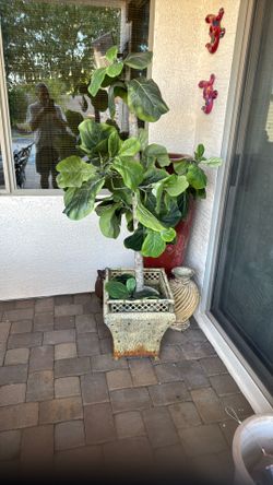 Fig Plant Decorating