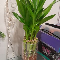 House plants $30 for 8