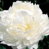 Rosas 