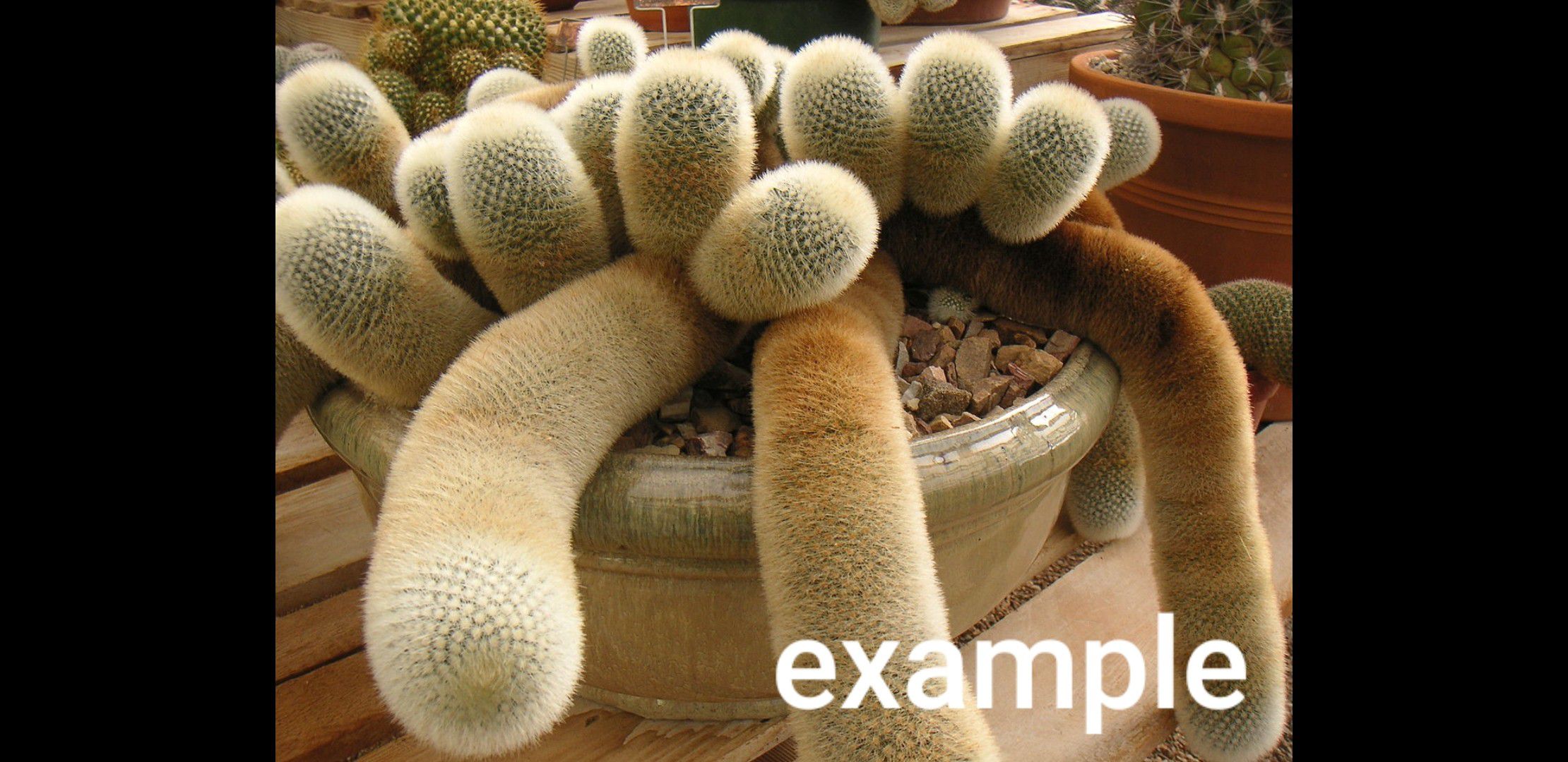 Mammillaria spinossisima pilcayensis (Bristle Brush Cactus)
