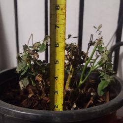 ROSE BUSH