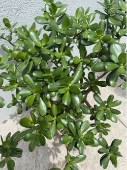 Jade