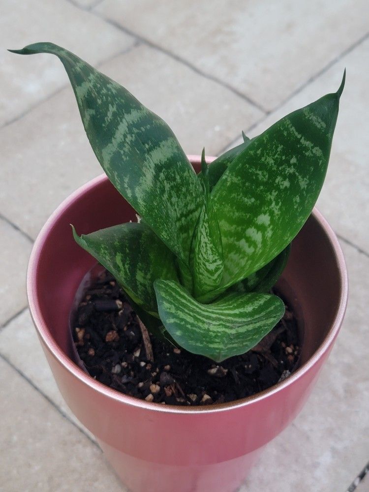 Snake Plant Birds Nest Starlight Dwarf Hahnii (Sansevieria) Indoor Outdoor
