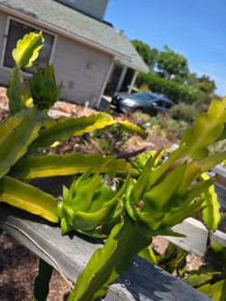 4 dragon fruit varieties with trellis in a 25 gallon container