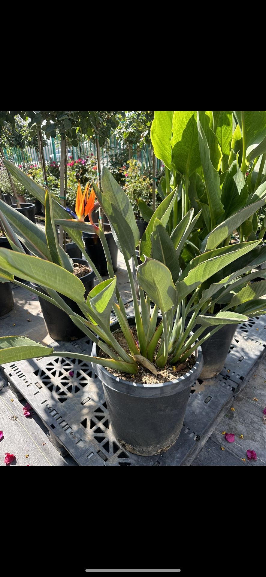Strelitzia juncea, bird of paradise plant 15gal. $45 each