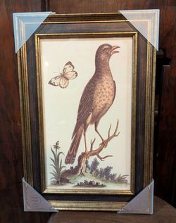 Frame Brown and gold speckled Pheasant Bird and Butterfly