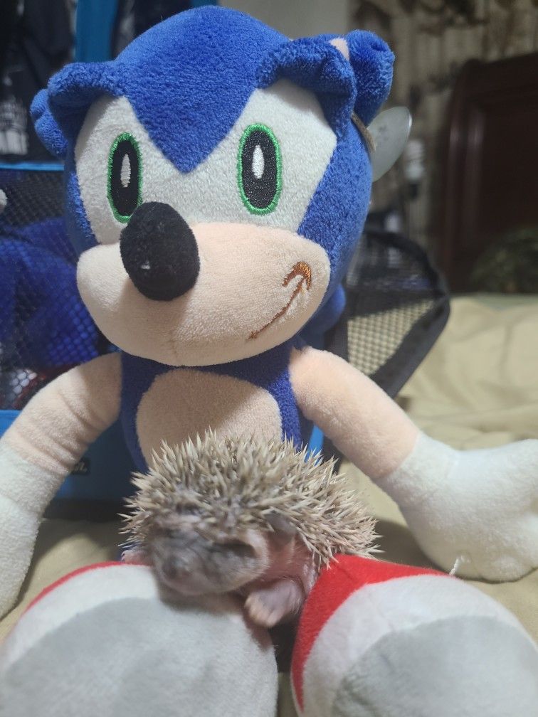 Baby Hedgehog