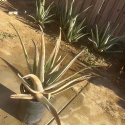 Aloe Vera Plants 🪴 