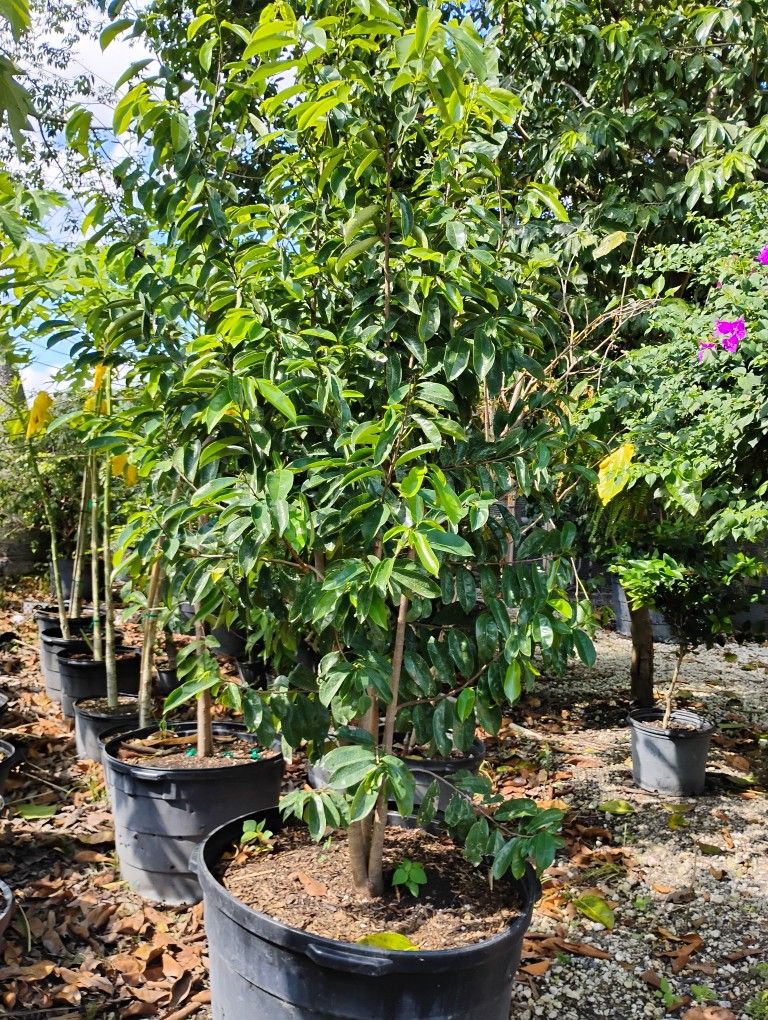 Large Soursop Fruit Trees $350🌳
