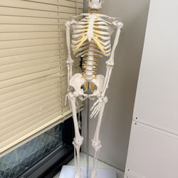 Science Skeletal And Muscular Systems Body 