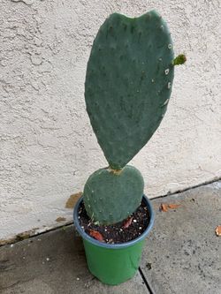 Nopal- 5 gallon