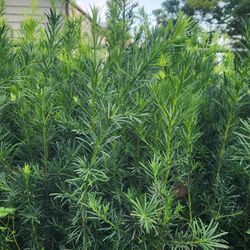 Beautiful Podocarpus Plants For Privacy!!! About 3.5 Feet Tall!!! Fertilized 