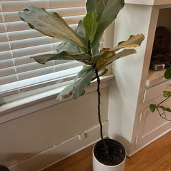Potted Fig Plant 