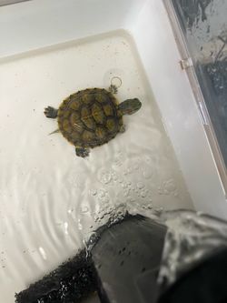 Red Eared Slider w/ Tank, Filter, Light, Food