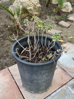 Aeonium Succulent Plant