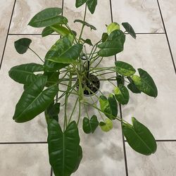 Philodendron Burle Marx (reverted) cuttings