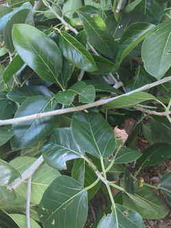 Banyan tree cuttings and leaves - one day only