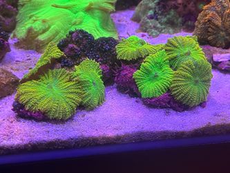 Coral Tank Decor
