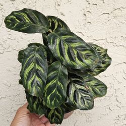 4" Calathea 'Makoyana'
