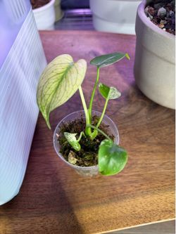 Monstera white monster