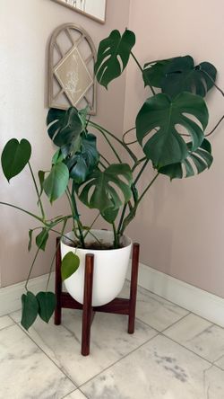 Two large Monsterra house plant