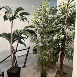 Decorative Trees! 