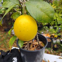 Ponderosa lemon, ever bearing tree in pot, organic soil