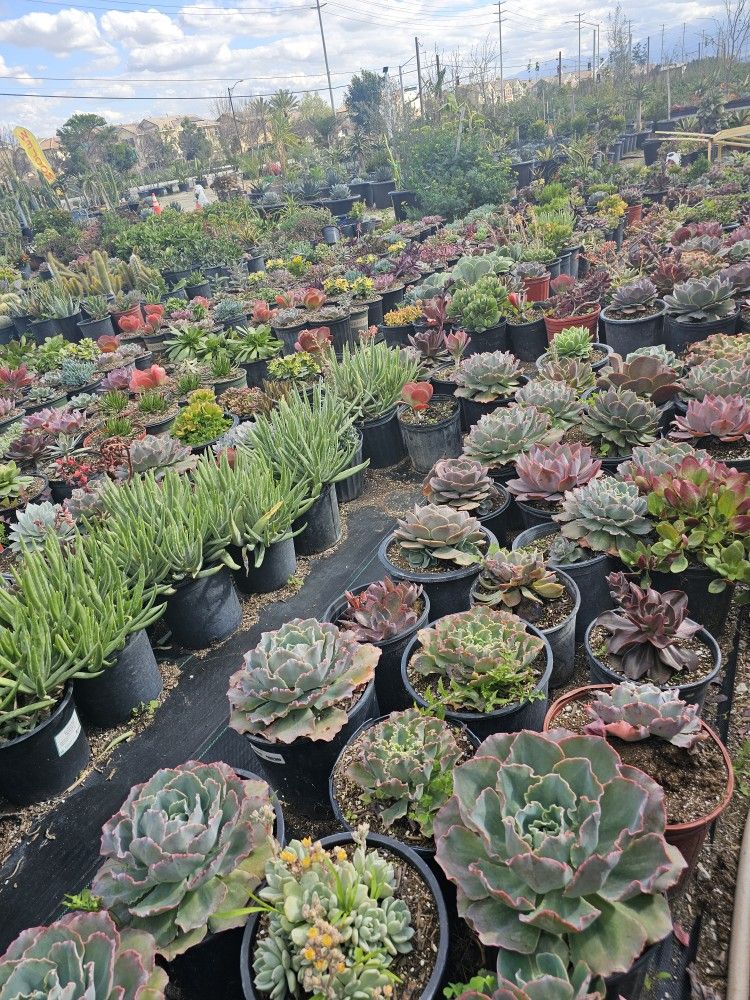 Echeverias & Succulent