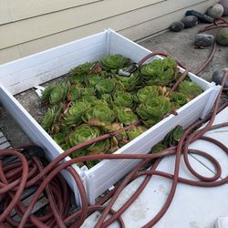 Planter, Succulents and Garden 