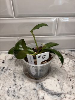Hoya XL Merrillii – 4" Pot – $5